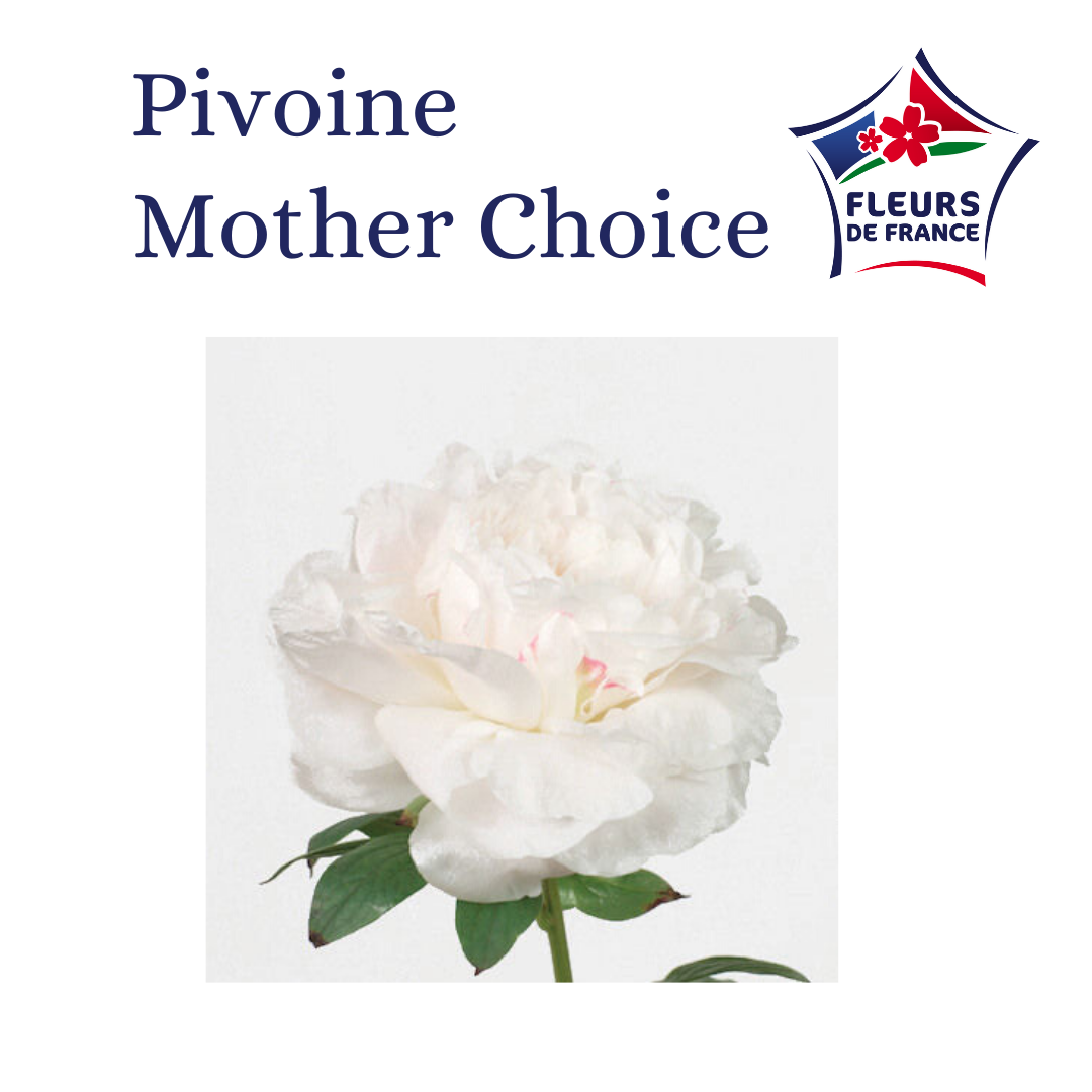 PIVOINE MOTHER CHOICE 60 Fleurs de France